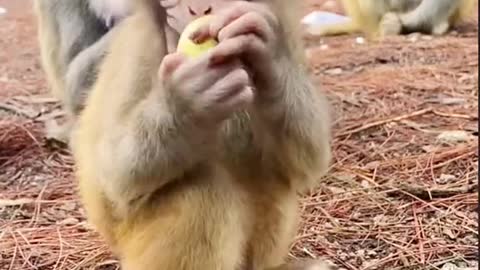 Cute baby monkey eating