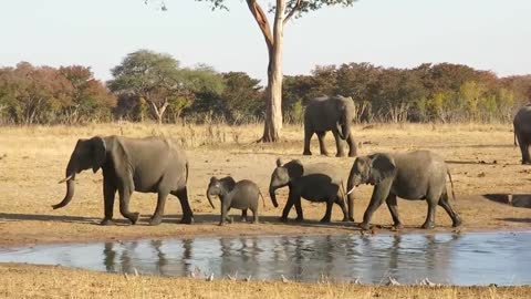 Elephants in their native environment