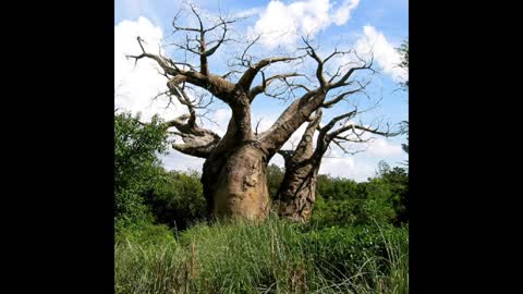 BAOBAB TREE OF LIFE