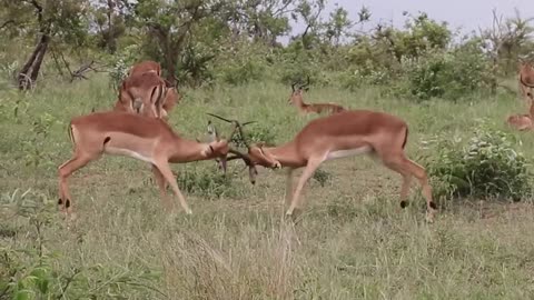 Deer fight in the forest