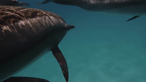 Wildlife nature. Group of dolphins playing in the blue water of Red sea