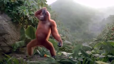 MONKEYS DANCE