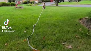 Pitbull chasing a swiffer duster