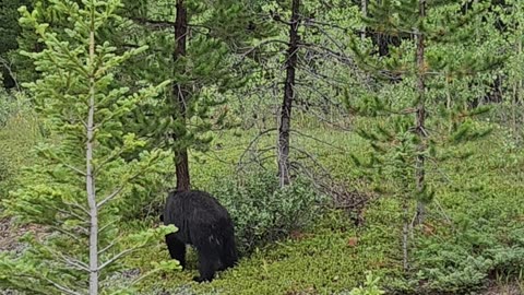 BEAR is Getting Ready for Winter in Banff National Park