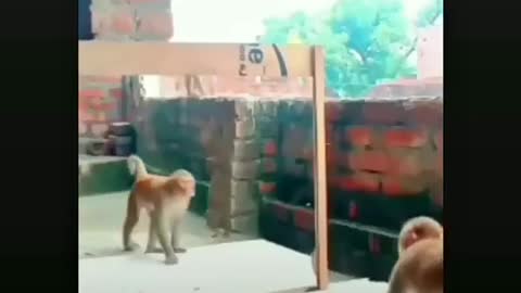 Monkey funny video