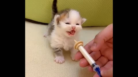 Cute Moment of Little Kitten Drinking Milk 😻😻😻