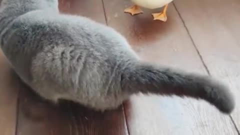 Goose VS cat | 🙀😂#funny #short