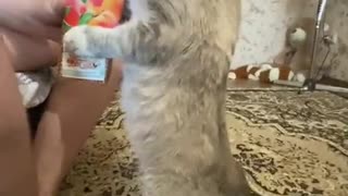 Cat Stands to Enjoy Some Yogurt