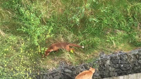 Cat vs Fox Real Fight