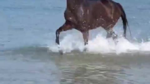 Pentium in the water of the horse handsome