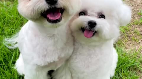 Twin puppy