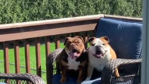 Naughty bulldogs caught jumping on patio furniture