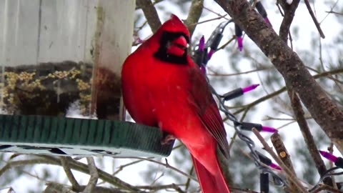 Cardinal and Finch