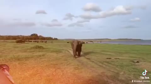 An Elephant charging over A safari Jeep