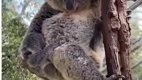 Get ready to meet the most loveable duo ever! 🐨❤️