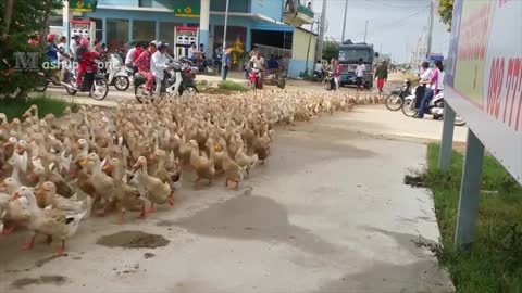 Duck Army