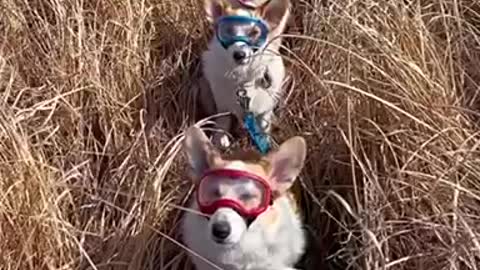 Three dogs wearing goggles to protect their eyes haha