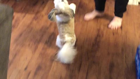 Shih Tzu can't contain her excitement when it's time for treats