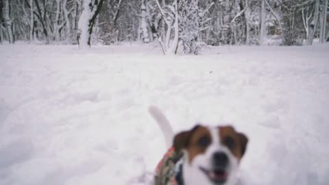 Jack Russell terrier dog playing in snow