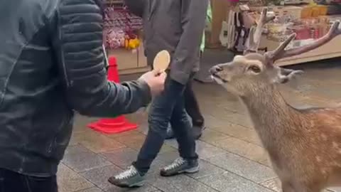 Deer bows before receiving food