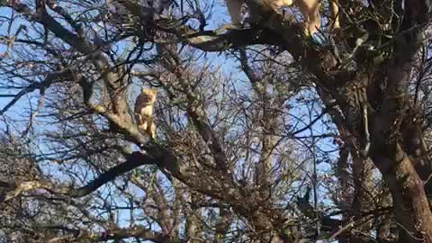 Did You Know Lions Can Climb Trees?