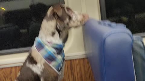 Dog Riding the Train Like a Human