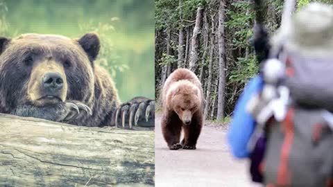 Tactiques de survie lorsqu'on est dans une forêt qui héberge des ours