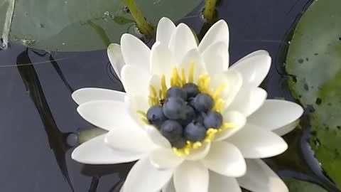 Water Lilly