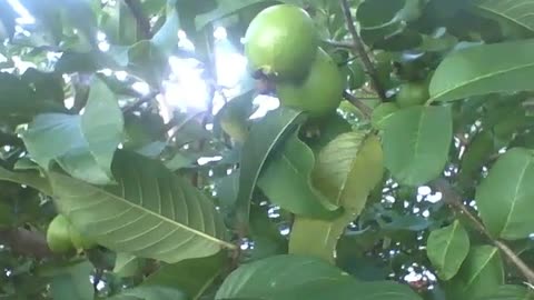 Grande goiabeira com frutas ainda verdes [Nature & Animals]