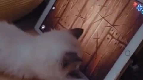 Cute kitten videos