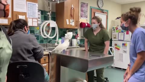 A male umbrella cockatoo teaching Vet Hospital staff how to dance