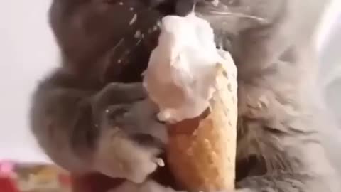 Funny Cat loves icecream - cats love icecream🍦😹