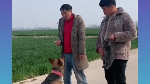 cute little rabbit saved by the dog .