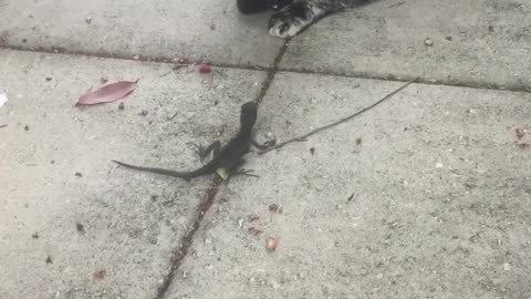 Confused Cat Tries To Befriend Wild Lizard