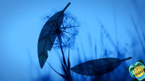 L'oiseau bleu est mort 🥶💀