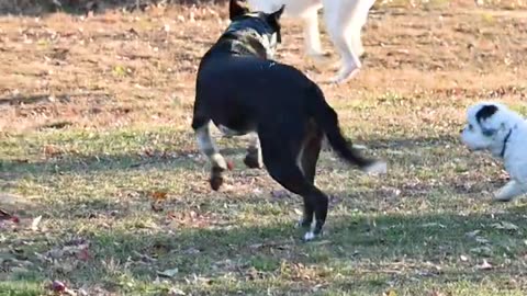 Happy JJ Rescue Dog Spins Tail when Cantering 🐾❤️🐾❤️ 4K Short Video