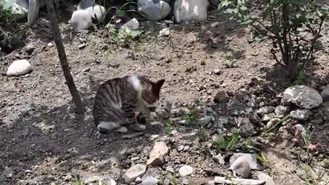 The street cat could not catch the lizard. Then he dozed in the cool.