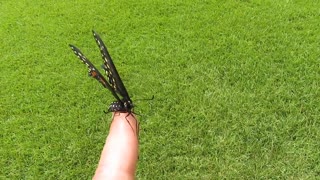 Black Swallowtail