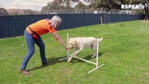 Lesson 2 how to teach your dog to teach or target