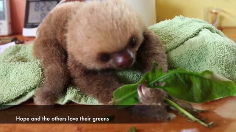 cute baby sloth in costa rica, meet Hope