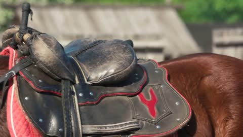 Vintage saddle on a brown horse on a summer day. Equestrian sport concept