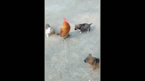 Brave rooster against dog #3