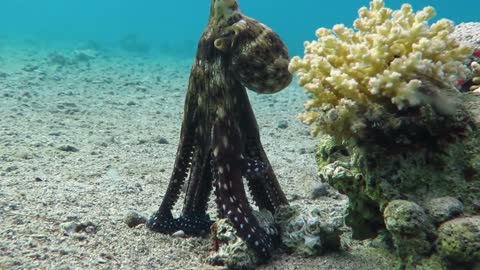 Octopus hunts small fish while Goatfish and Lionfish are also waiting for their prey