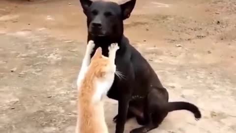 OMG So Cute ♥ Best Funny Cat Videos 2021