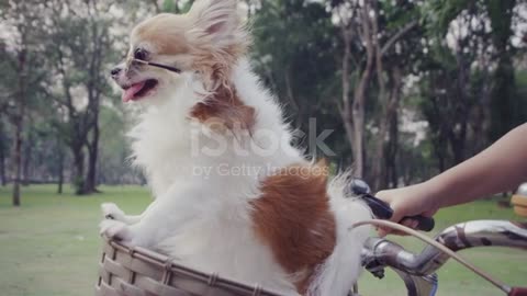 Chihuahua dog with sunglasses on bicycle basket