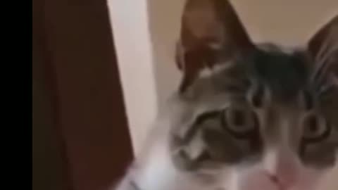 Cat funny comedy video😆😆