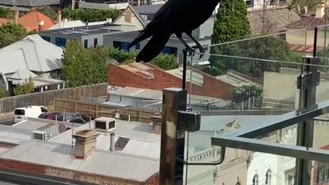 Man Befriends Wild Raven