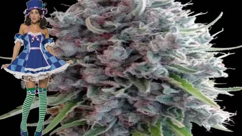 Killer A5 Haze – Ace Seeds