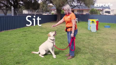 THE BASICS | Dog Training Foundation | How to teach your dog to sit and drop