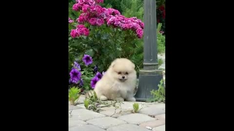 Beautiful dog pet lovers funny dog cute dog